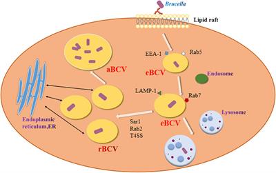 Brucella infection and Toll-like receptors